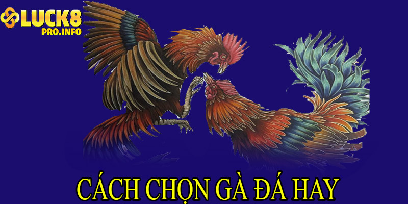 Cách chọn gà đá hay