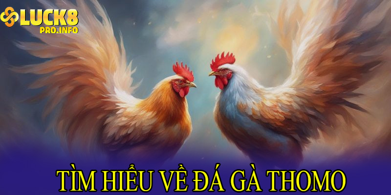 Tìm hiểu về đá gà Thomo